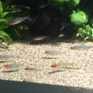 Rummynose Tetra