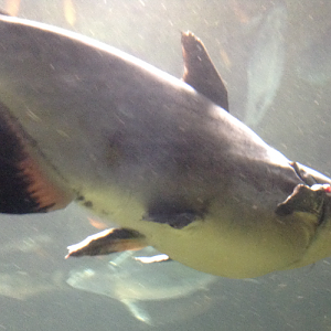 Giant Pangasius