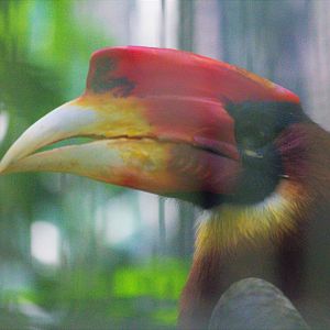 'Kalaw' / Mindanao rufous hornbill