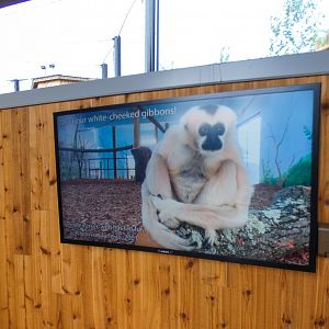 Jun. 2021 - New! Wild Asia - White-cheeked Gibbon Exhibit - Video Monitor