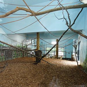 Jun. 2021 - New! Wild Asia - White-cheeked Gibbon Indoor Exhibit - Elevated View