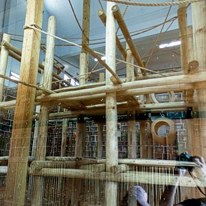 Jun. 2021 - New! Wild Asia - White-cheeked Gibbon Indoor Exhibit - Ground Level