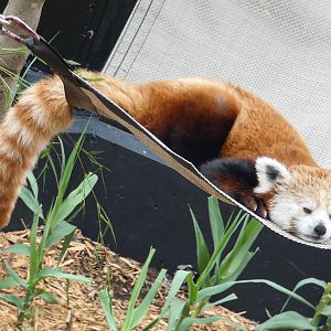 Jun. 2021 - New! Wild Asia - Red Panda