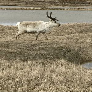 Caribou - Alaska