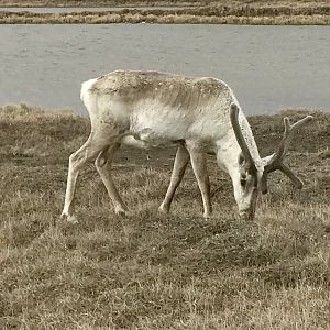 Caribou - Alaska