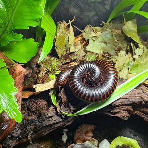 African giant millipede sleeping in home terrarium
