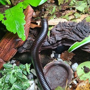African giant millipede exploring in home terrarium