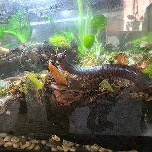 African giant millipede in home terrarium - side view