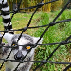 Ring-tailed lemur