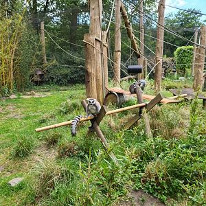 Ring-tailed lemur exhibit