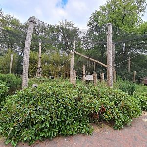 Ring-tailed lemur exhibit