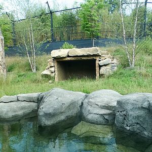 Jun. 2021 - New! Wild Asia - Second Sumatran Tiger Exhibit