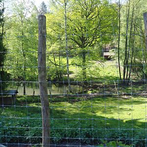 Alpine chamois paddock, 2021-05-29