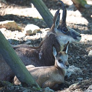 Alpine chamois with calf (Rupicapra rupicapra rupicapra), 2021-05-29