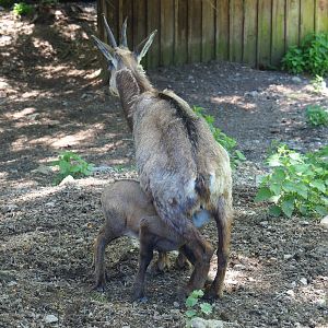 Alpine chamois nursing calf (Rupicapra rupicapra rupicapra), 2021-05-29