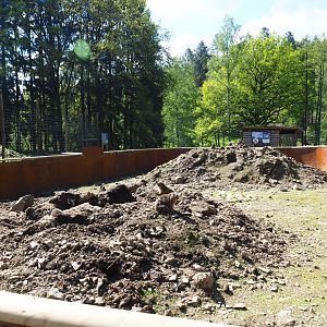 Alpine marmot exhibit, 2021-05-29