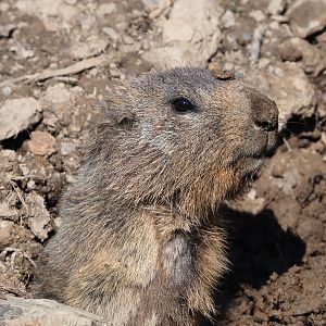 Alpine marmot (Marmota marmota marmota), 2021-05-29