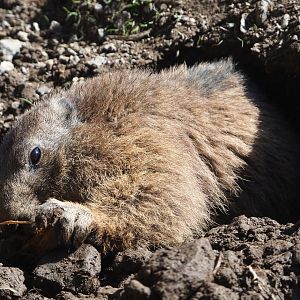 Alpine marmot (Marmota marmota marmota), 2021-05-29