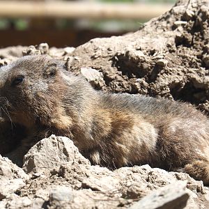 Alpine marmot (Marmota marmota marmota), 2021-05-29