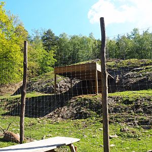 Alpine ibex paddock, 2021-05-29