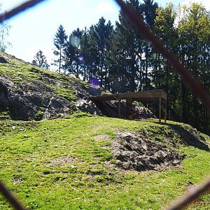 Alpine ibex paddock, 2021-05-29