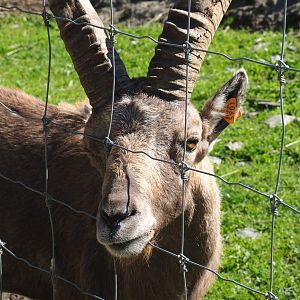 Adult male Alpine ibex (Capra ibex), 2021-05-29