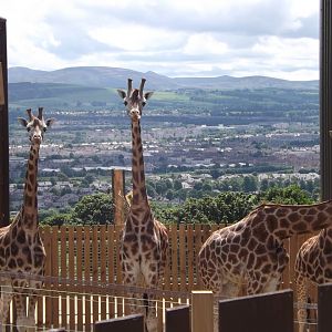 Giraffe's on hard standing outside house