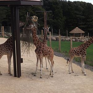 Giraffe's on hard standing beside main paddock