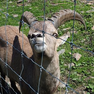 Smaller adult male Alpine ibex (Capra ibex), 2021-05-29