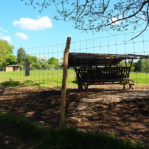 American Plains bison and Central European red deer paddock, 2021-05-29