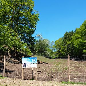 American Plains bison and Central European red deer paddock, 2021-05-29