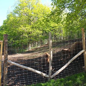 American Plains bison and Central European red deer paddock, 2021-05-29