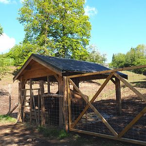 American Plains bison and Central European shelter with feeding rack, 2021-05-29