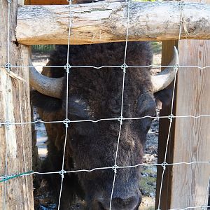 American Plains bison (Bison bison bison), 2021-05-29