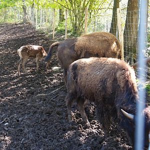 American Plains bisons (Bison bison bison)and Central European red deer (Cervus elaphus hippelaphus), 2021-05-29