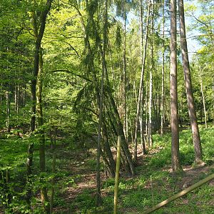 Eurasian brown bear forest, 2021-05-29