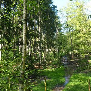 Eurasian brown bear forest, 2021-05-29