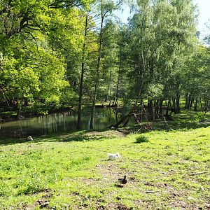 European moose, Domestic goose and Mute swan exhibit, 2021-05-29
