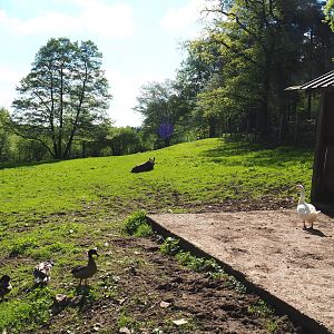 European moose, Domestic goose and Mute swan exhibit, 2021-05-29