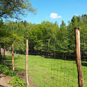 European moose, Domestic goose and Mute swan exhibit, 2021-05-29