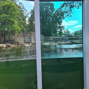 "Suicide" hotspot - Polar bear exhibit