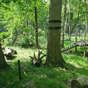 Malayan sun bear enclosure