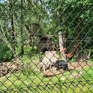 Malayan sun bear enclosure
