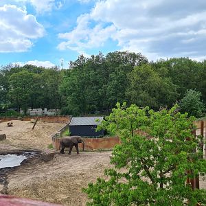 African elephant enclosure - overview