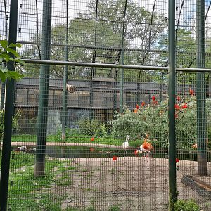 Urucu - South American aviary