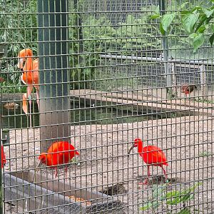 Urucu - South American aviary