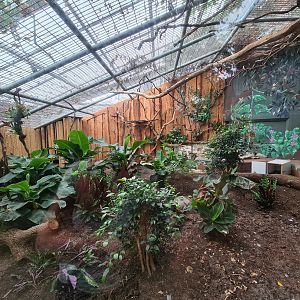 Javan mouse deer enclosure overview