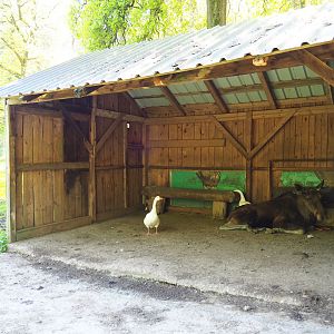European moose, Domestic goose and Mute swan shelter, 2021-05-29