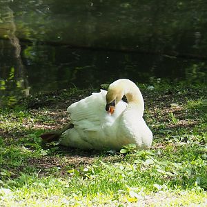 Mute swan (Cygnus olor), 2021-05-29