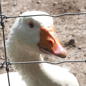White Domestic goose (Anser anser domesticus), 2021-05-29